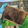 affiche Visite des ruches de Mazerolles - Journées du Patrimoine 2022